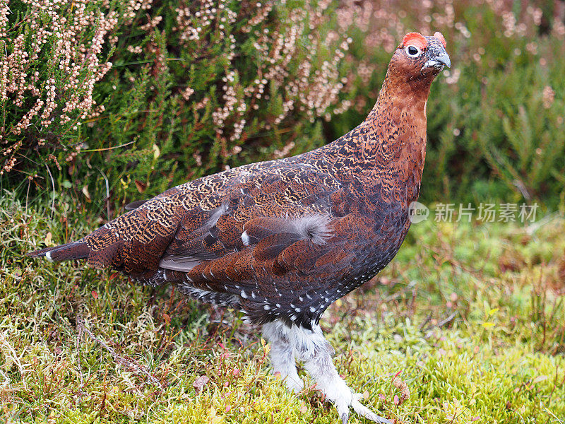 红松鸡(Lagopus Lagopus)